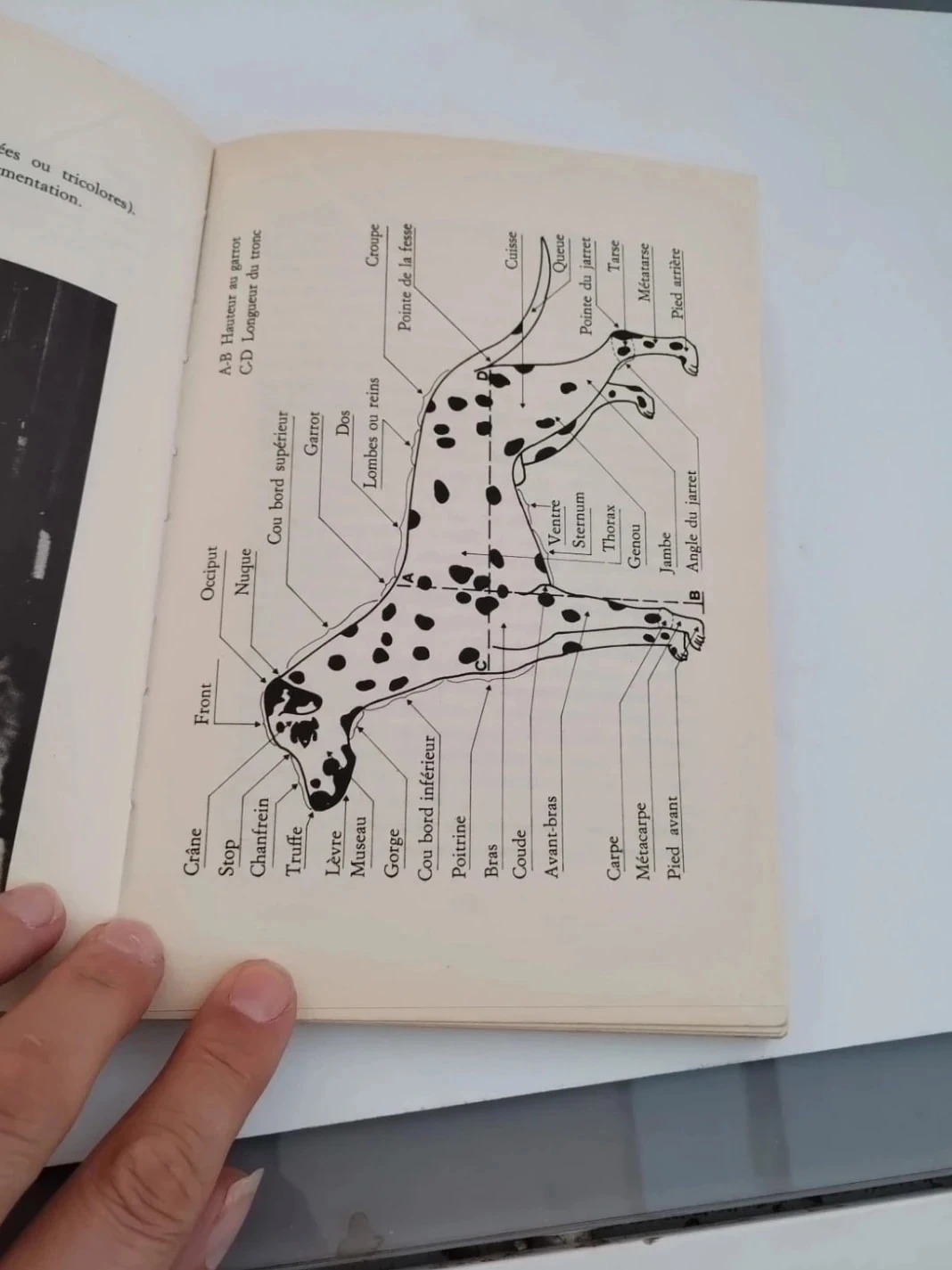 Le Dalmatien comment l'élever – photo 3